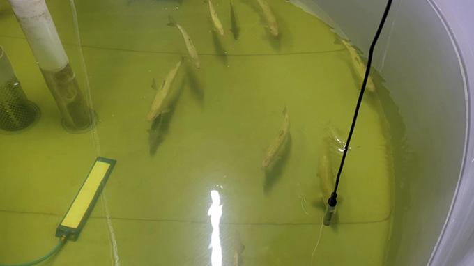 Sensor disuelto fluorescencia del oxígeno en acuicultura